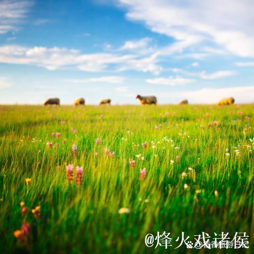 探索亚洲青青草原的广袤与神秘 探索亚洲青青草原的广袤与神秘