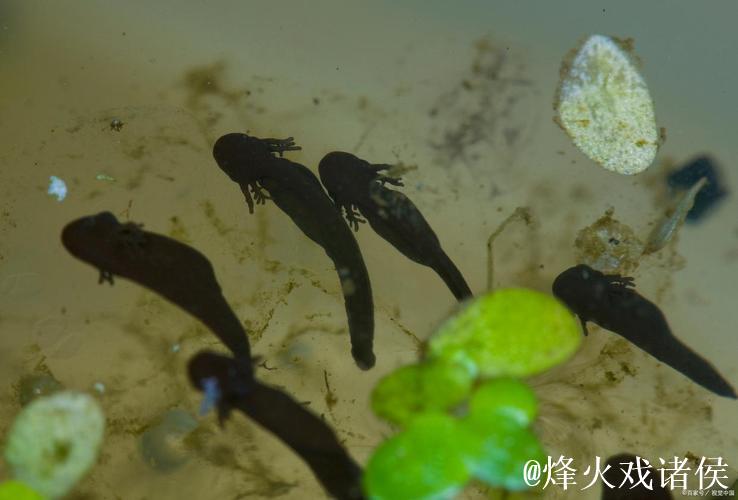 色窝蝌蚪视频欣赏:探索多彩世界 色窝蝌蚪视频欣赏:探索多彩世界